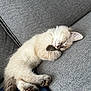 kitten, cat, sleeping, nap, furry, cozy, couch, grey, soft, relaxed, pet, animal, cute, paw, tail, indoor, comfort, domestic, resting, fur