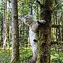 Loky participe au concours pour gagner de l'argent avec cette photo : adventure, animal, cat, climbing, curious, forest, fur, greenery, leash, moss, nature, outdoor, pet, sunlight, tail, tree, trunk, whiskers, wildlife, woodland