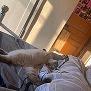 Loky participe au concours pour gagner de l'argent avec cette photo : bed, bedroom, cat, comfort, cozy, domestic, feline, fluffy, indoor, morning_light, pet, photo_collage, relaxed, resting, sleeping, stretching, striped_bedding, sunlight, wall_texture, wooden_door