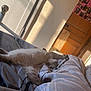 bed, bedroom, cat, comfort, cozy, domestic, feline, fluffy, indoor, morning_light, pet, photo_collage, relaxed, resting, sleeping, stretching, striped_bedding, sunlight, wall_texture, wooden_door