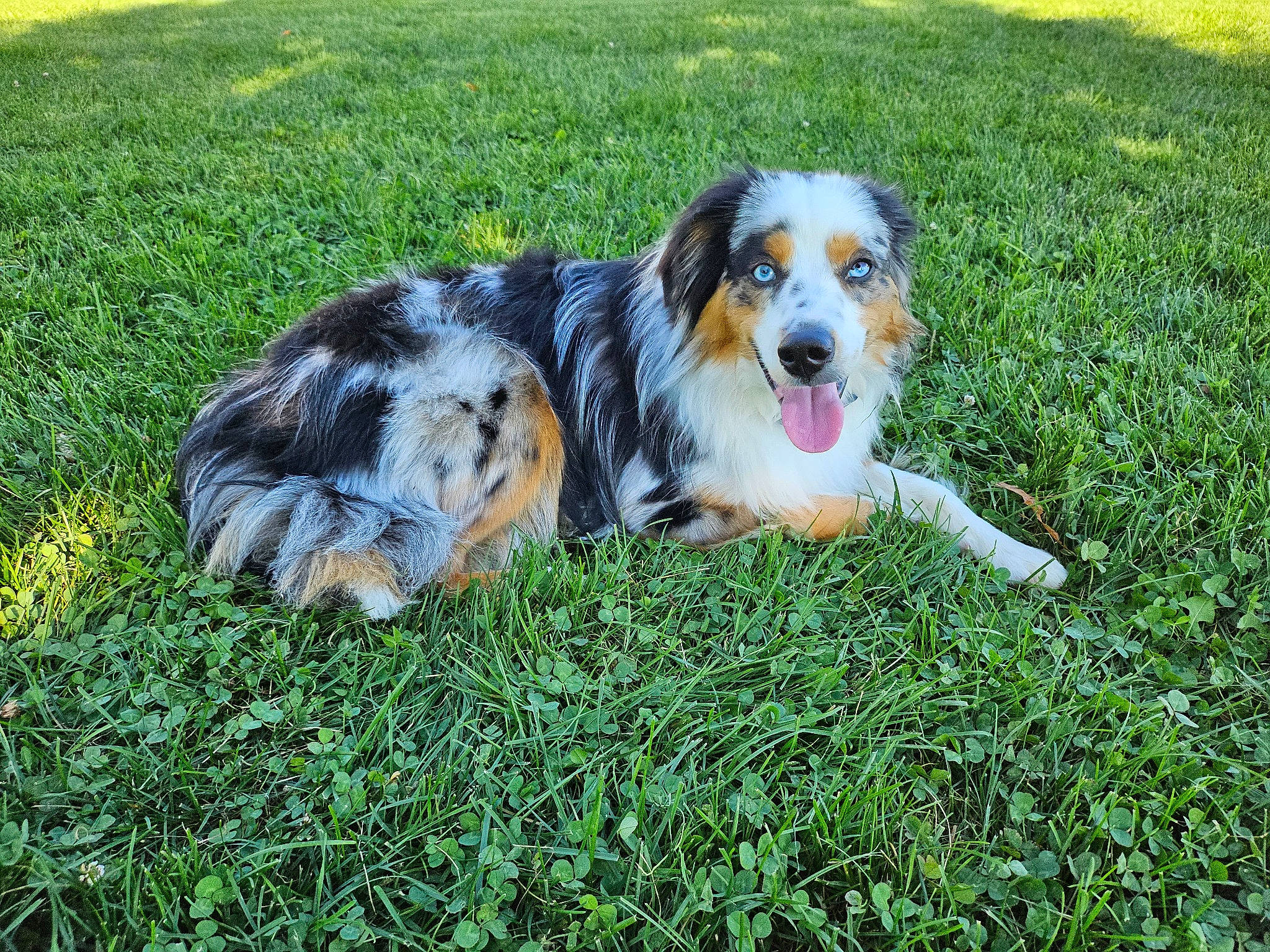 Boba Fett is registered to the contest to win money with this photo: canidae, carnivore, companion_dog, dog, dog_breed, grass, groundcover, lawn, plant, sporting_group, terrestrial_animal, working_dog