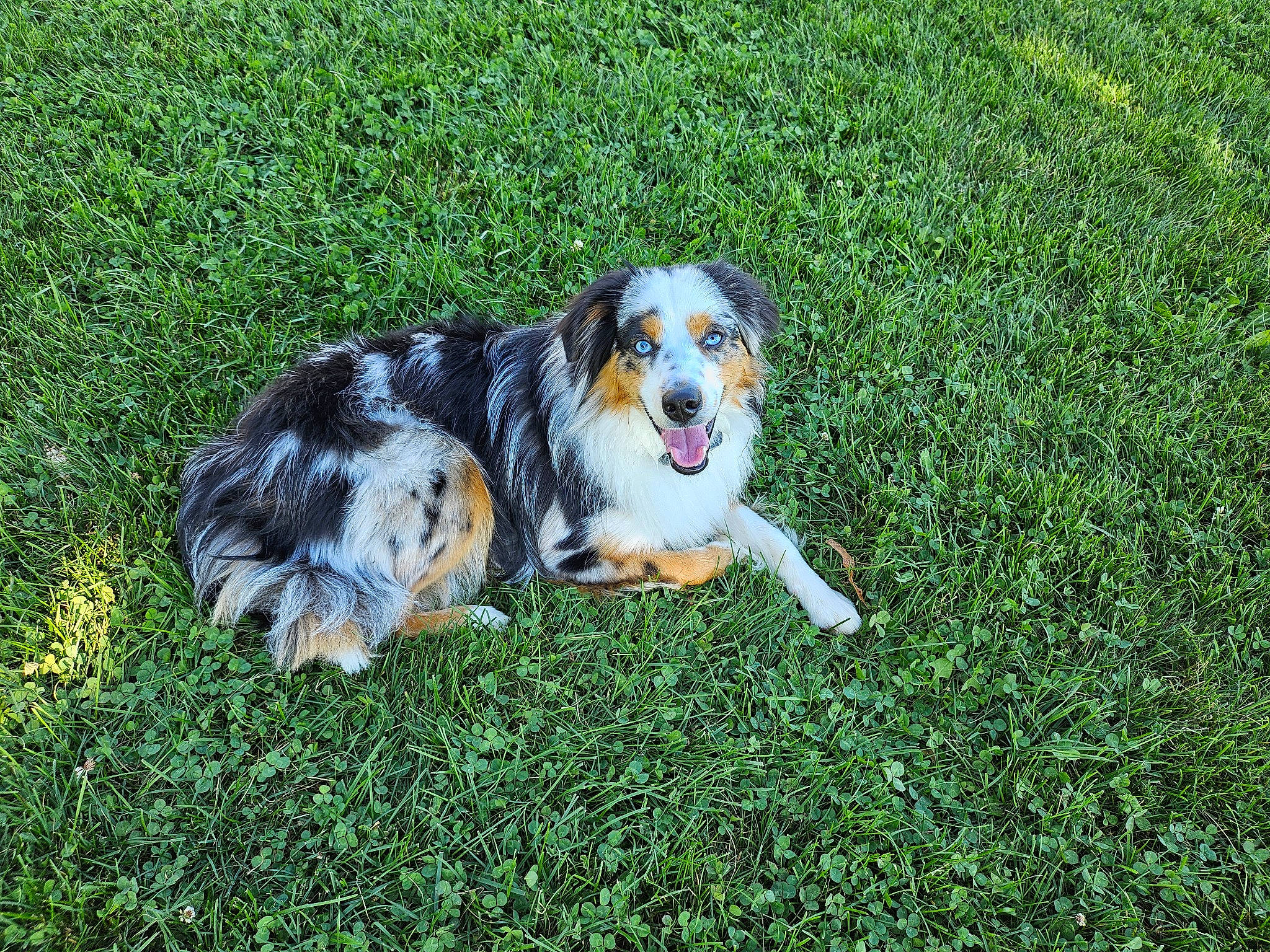 Boba Fett is registered to the contest to win money with this photo: canidae, carnivore, cavalier_king_charles_spaniel, companion_dog, dog, dog_breed, grass, grass_family, groundcover, king_charles_spaniel, lawn, plant, sporting_group, terrestrial_animal, toy_dog, working_dog