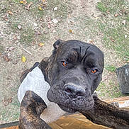 Blaze is registered to the contest to win money with this photo: animal, black, brindle, brown, canine, close_up, curious, dirt, dog, friendly, grass, large_dog, leaves, outdoor, paws, pet, portrait, snout, sweater, wood
