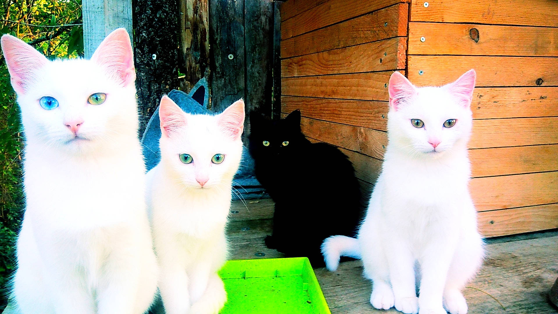 Pticoeur participe au concours pour gagner de l'argent avec cette photo : aegean_cat, carnivore, cat, domestic_long_haired_cat, domestic_short_haired_cat, eye, felidae, fur, japanese_bobtail, khao_manee, kitten, mammal, norwegian_forest_cat, small_to_medium_sized_cats, tail, turkish_angora, turkish_van, vertebrate, whiskers, white