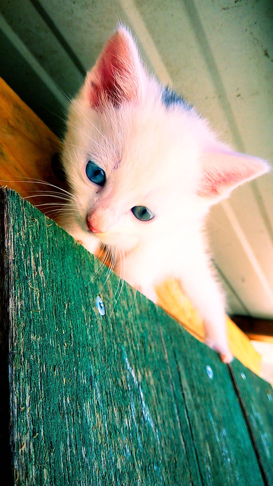 Pticoeur a rejoint le concours — aidez-le/la à gagner de superbes lots ! carnivore, cat, colorpoint_shorthair, domestic_short_haired_cat, eye, felidae, fur, iris, khao_manee, kitten, mammal, nose, ojos_azules, skin, small_to_medium_sized_cats, snout, tail, turkish_angora, turkish_van, whiskers