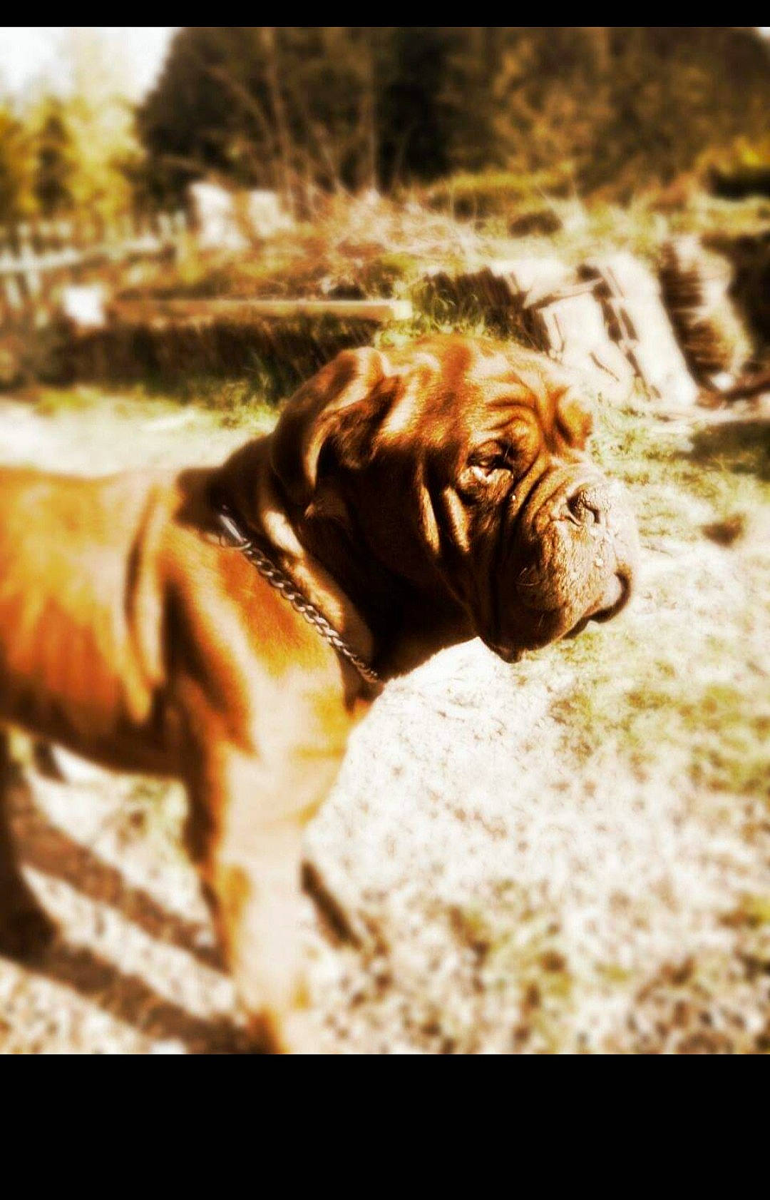Dodge participe au concours pour gagner de l'argent avec cette photo : canidae, carnivore, dog, dog_breed, dogue_de_bordeaux, fawn, guard_dog, korean_mastiff, mammal, molosser, neapolitan_mastiff, non_sporting_group, shar_pei, snout, sporting_group, vertebrate