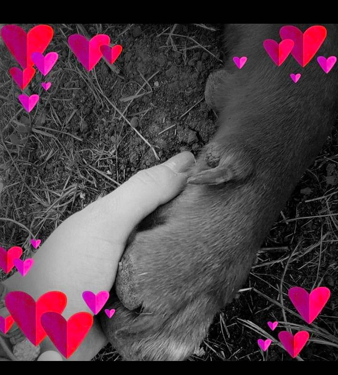 Dodge participe au concours pour gagner de l'argent avec cette photo : adaptation, foot, hand, heart, human_body, leg, love, petal, photo_caption, photography, pink, plant, tail, valentines_day