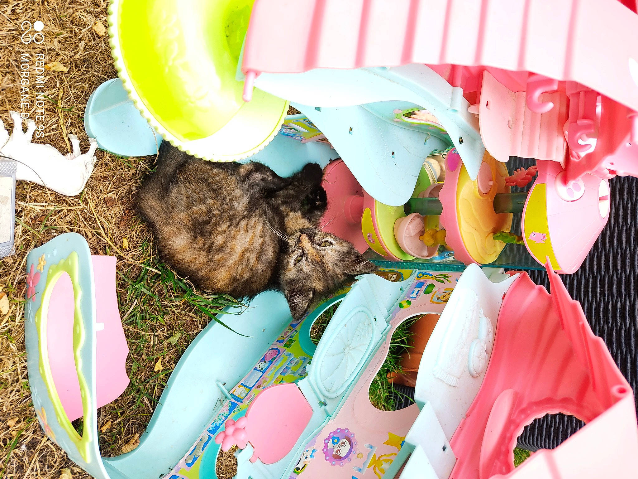 Souris a rejoint le concours — aidez-le/la à gagner de superbes lots ! canidae, carnivore, cat, comfort, companion_dog, dog_breed, domestic_short_haired_cat, event, fawn, felidae, fur, grass, linens, mammal, pet_supply, small_to_medium_sized_cats, tail, toy, vertebrate, whiskers