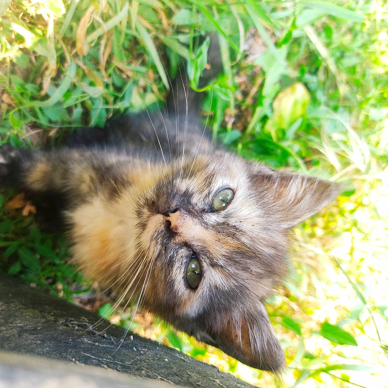 Souris