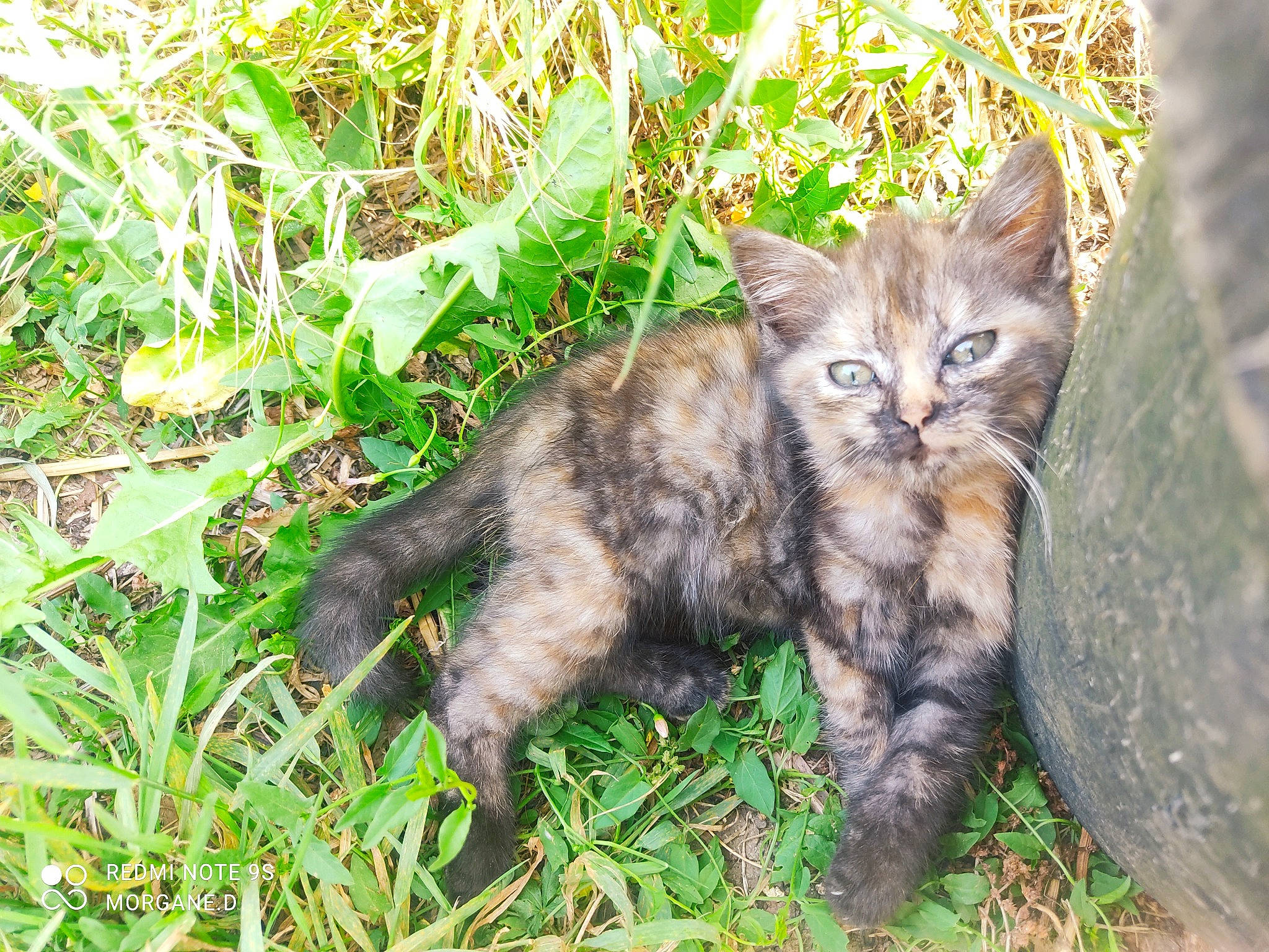 Souris participe au concours pour gagner de l'argent avec cette photo : carnivore, cat, claw, domestic_short_haired_cat, fawn, felidae, fur, grass, groundcover, plant, small_to_medium_sized_cats, snout, soil, tail, terrestrial_animal, tree, whiskers, wildlife