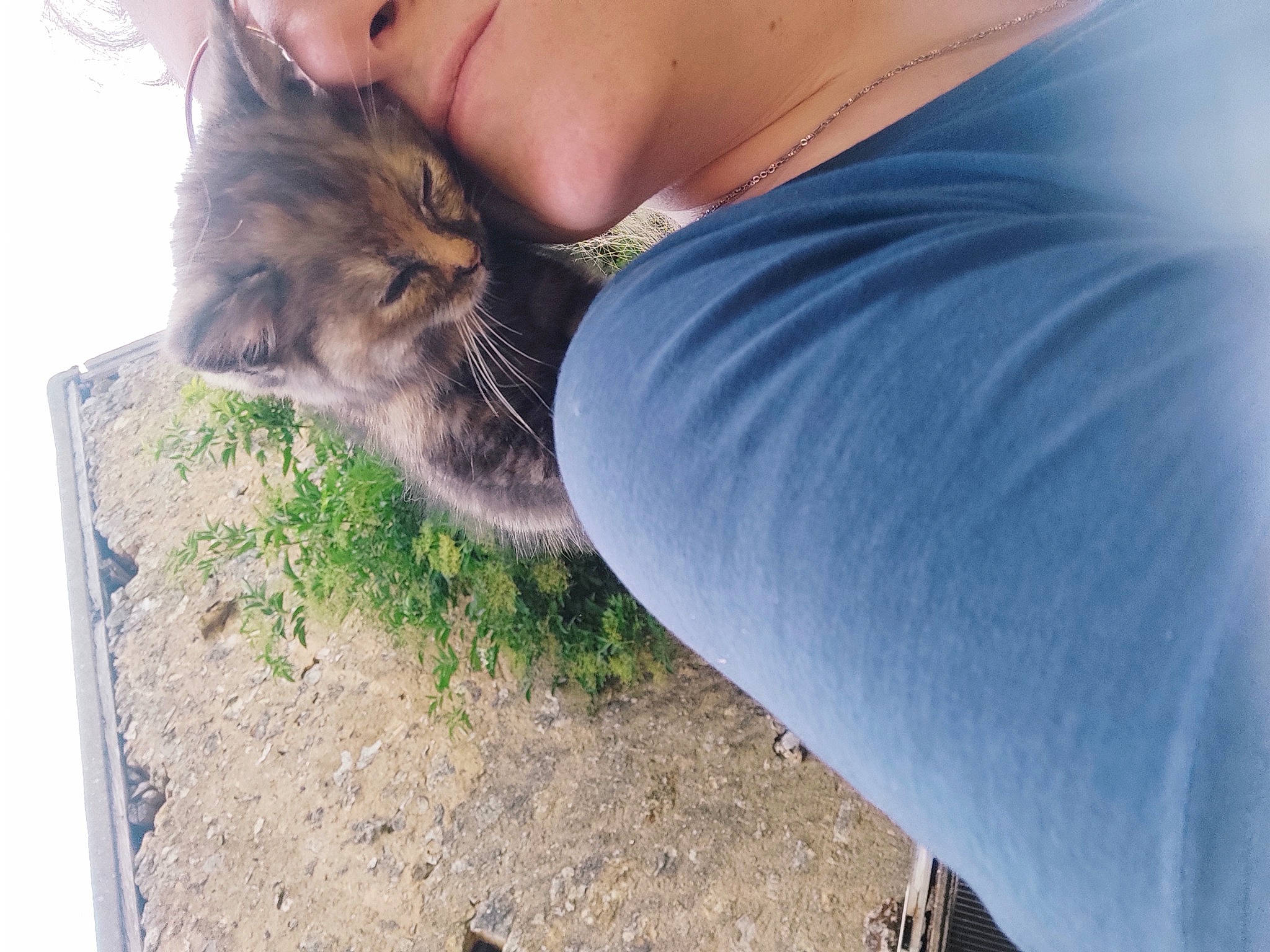 Souris a rejoint le concours — aidez-le/la à gagner de superbes lots ! carnivore, cat, claw, denim, domestic_short_haired_cat, fawn, felidae, fur, gesture, grass, human_leg, paw, sitting, small_to_medium_sized_cats, soil, tail, thigh, whiskers