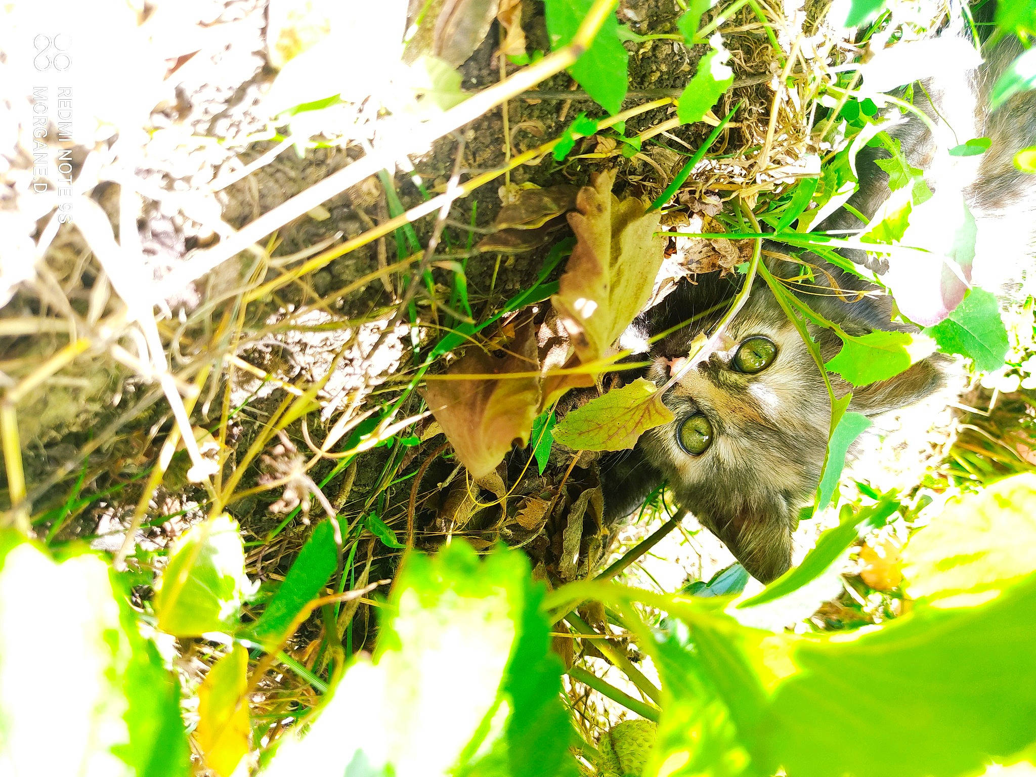 Souris a rejoint le concours — aidez-le/la à gagner de superbes lots ! branch, flowering_plant, forest, grass, groundcover, jungle, pattern, perching_bird, plant_stem, rainforest, terrestrial_animal, terrestrial_plant, tree, trunk, twig, wildlife