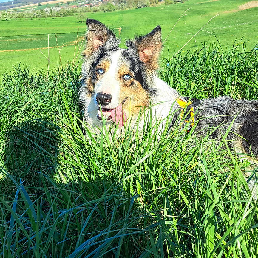 Taiko a rejoint le concours — aidez-le/la à gagner de superbes lots ! animal, canine, collie, countryside, dog, farm, field, germanshepherd, grass, grassland, green, lawn, meadow, nature, outdoors, pet, plant, puppy, rural, vegetation