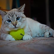 Posh joined the competition — help win amazing prizes! cat, feline, blue_eyes, tennis_ball, toy, indoor, carpet, paws, close_up, portrait, whiskers, fur, playful, relaxed, pet, domestic_cat, lying_down, shallow_depth_of_field, bokeh, front_paws