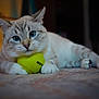 cat, feline, blue_eyes, tennis_ball, toy, indoor, carpet, paws, close_up, portrait, whiskers, fur, playful, relaxed, pet, domestic_cat, lying_down, shallow_depth_of_field, bokeh, front_paws