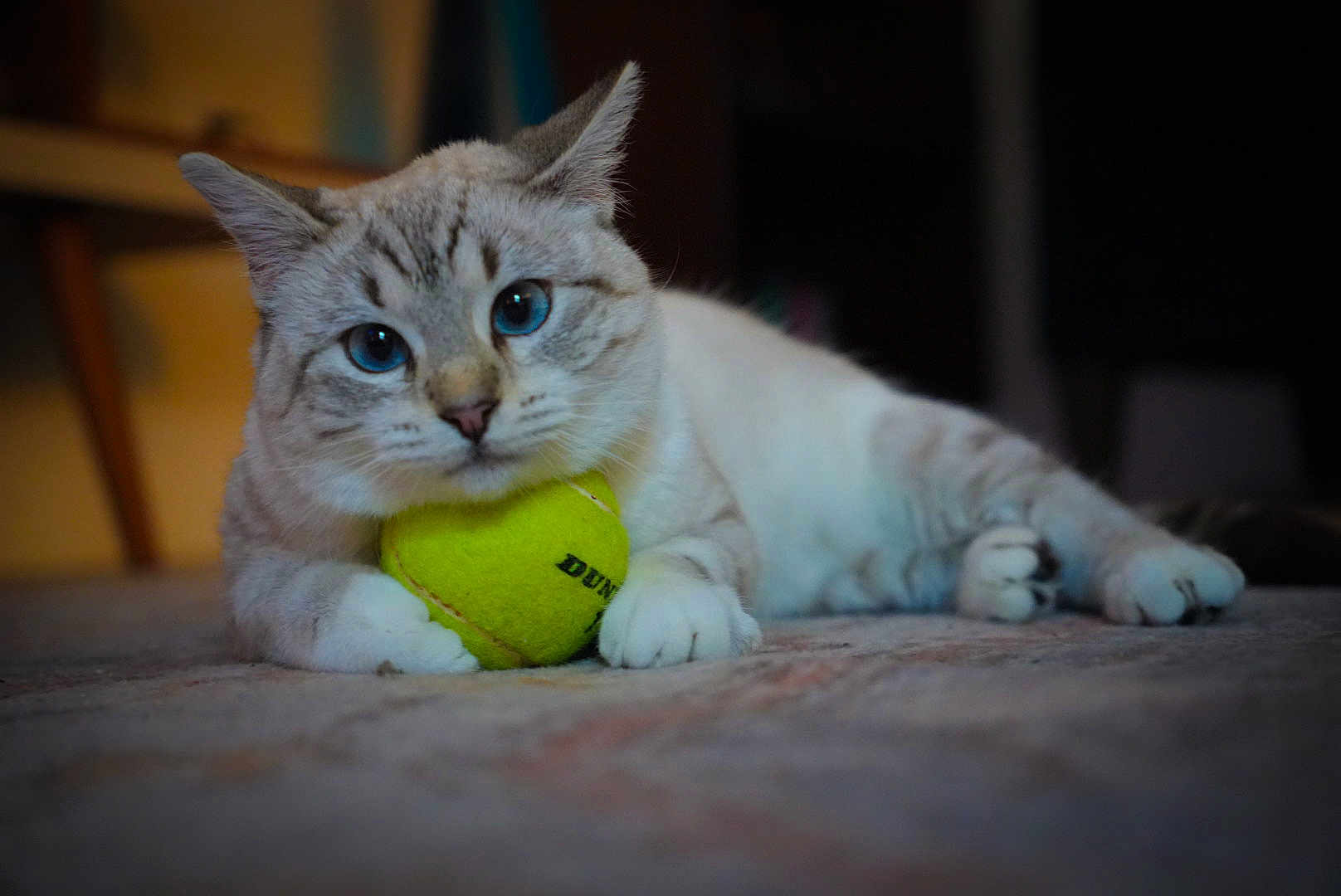 Posh joined the competition — help win amazing prizes! cat, feline, blue_eyes, tennis_ball, toy, indoor, carpet, paws, close_up, portrait, whiskers, fur, playful, relaxed, pet, domestic_cat, lying_down, shallow_depth_of_field, bokeh, front_paws
