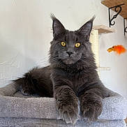 Patron is registered to the contest to win money with this photo: gray_cat, maine_coon, cat, pet, yellow_eyes, whiskers, fluffy_fur, ears, paws, cat_tree, perch, indoor, portrait, looking_at_camera, plush, feline, pet_toy, relaxed, home_decor, close_up