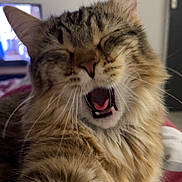 Rubis a rejoint le concours — aidez-le/la à gagner de superbes lots ! cat, tabby, yawning, fluffy, pet, animal, indoor, bed, fur, whiskers, paw, relaxed, sleepy, closeup, cute, mammal, domestic, feline, stretching, cozy