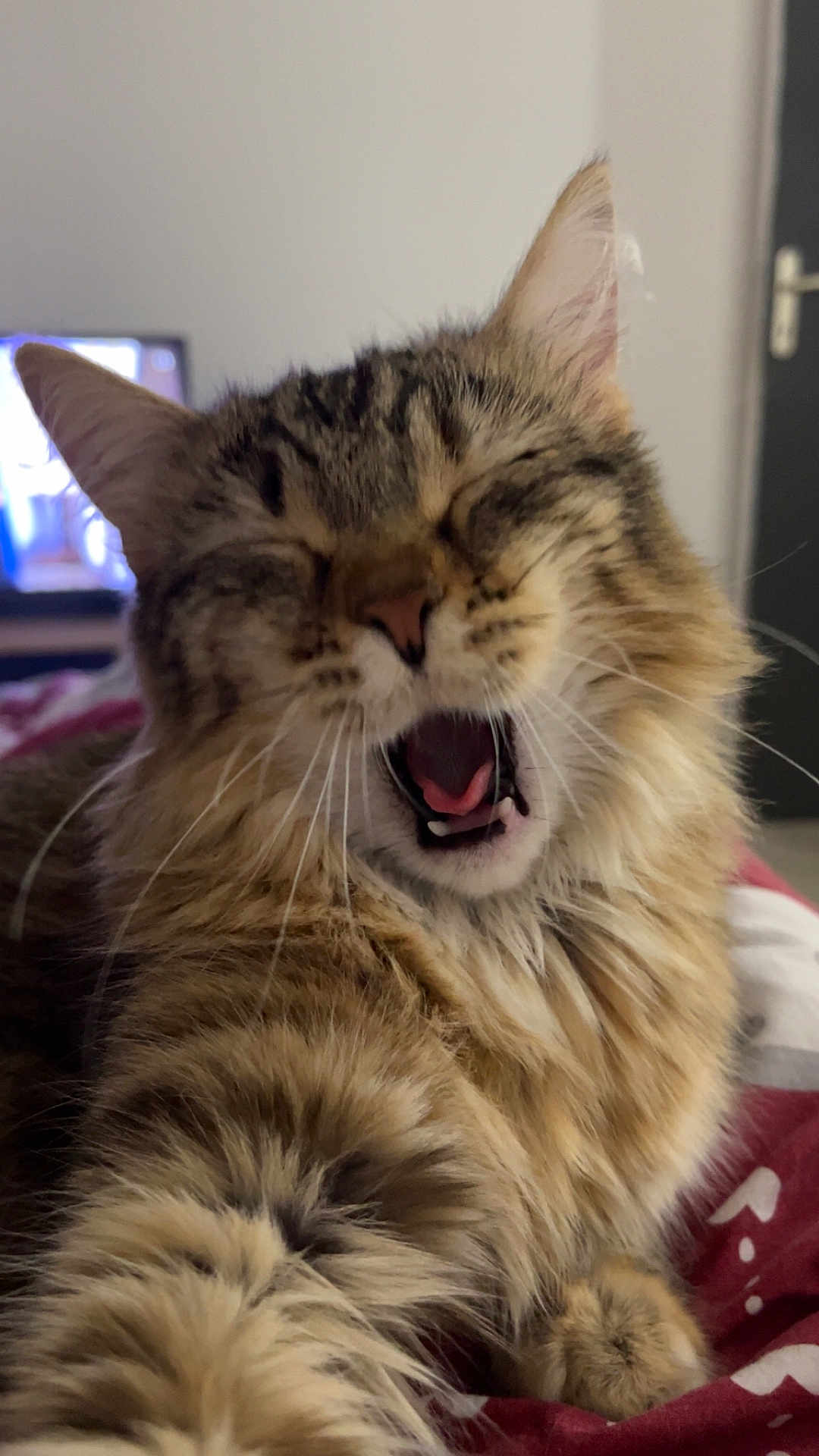 Rubis a rejoint le concours — aidez-le/la à gagner de superbes lots ! cat, tabby, yawning, fluffy, pet, animal, indoor, bed, fur, whiskers, paw, relaxed, sleepy, closeup, cute, mammal, domestic, feline, stretching, cozy