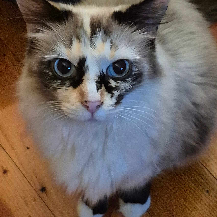 Etta is registered to the contest to win money with this photo: animal, black_and_white, cat, close_up, curious, cute, domestic_animal, ears, facial_markings, feline, fluffy, fur, house_pet, indoor, looking_up, pet, tail, whiskers, wide_eyes, wooden_floor