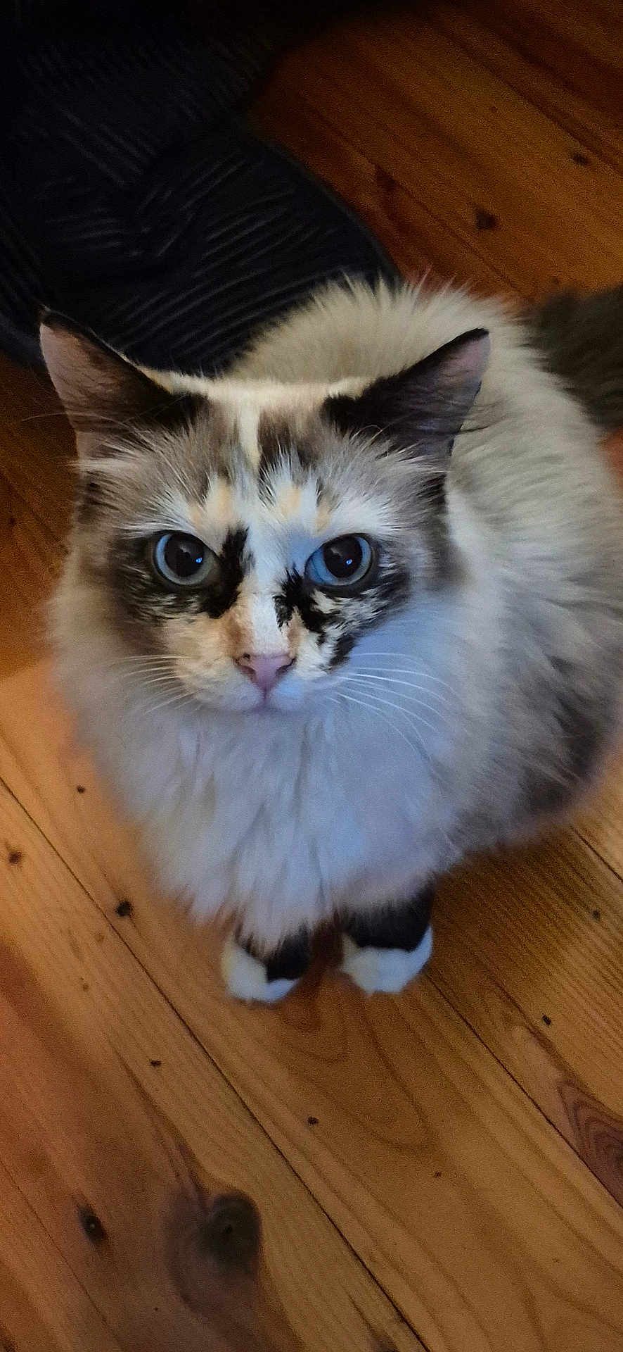 Etta is registered to the contest to win money with this photo: cat, fluffy, wide_eyes, black_and_white, facial_markings, wooden_floor, pet, indoor, feline, looking_up, whiskers, ears, tail, domestic_animal, curious, cute, fur, animal, house_pet, close_up