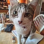 Addie May joined the competition — help win amazing prizes! cat, chair, close_up, collar, curious, domestic_animal, feline, front_legs, fur, household, indoor, kitchen, notebook, paper, pet, tabby, table, whiskers, white_paws, wooden_surface