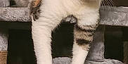 Addie May is registered to the contest to win money with this photo: animal, cat, cat_tree, claws, cozy, curious, ears, eyes, feline, fur, gray, indoor, looking, paws, perched, pet, soft, tabby, whiskers, white
