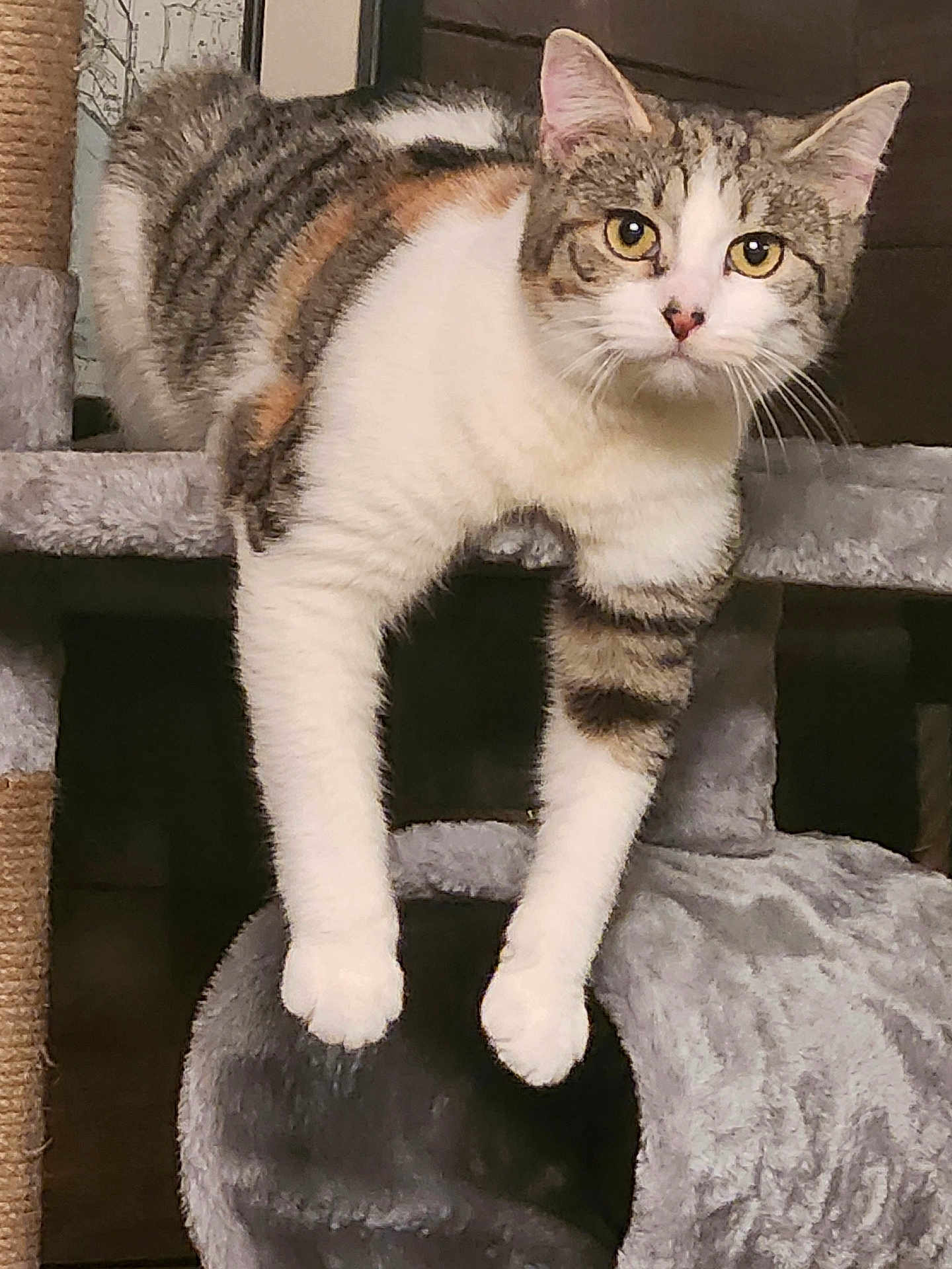 Addie May is registered to the contest to win money with this photo: animal, cat, cat_tree, claws, cozy, curious, ears, eyes, feline, fur, gray, indoor, looking, paws, perched, pet, soft, tabby, whiskers, white