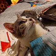 Addie May joined the competition — help win amazing prizes! bed, blanket, blue_package, cat, closeup, cozy, curious, domestic_animal, feline, fur, indoor, lamp, looking_up, purse, red_design, resting, side_view, soft_lighting, whiskers, white_cloth