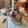 Addie May is registered to the contest to win money with this photo: cat, chair, collar, domestic_animal, domestic_life, feline, fur, household_item, indoor, kitchen, mouth_open, notebook, paper, pet, relaxed, table, whiskers, window, wooden_table, yawning
