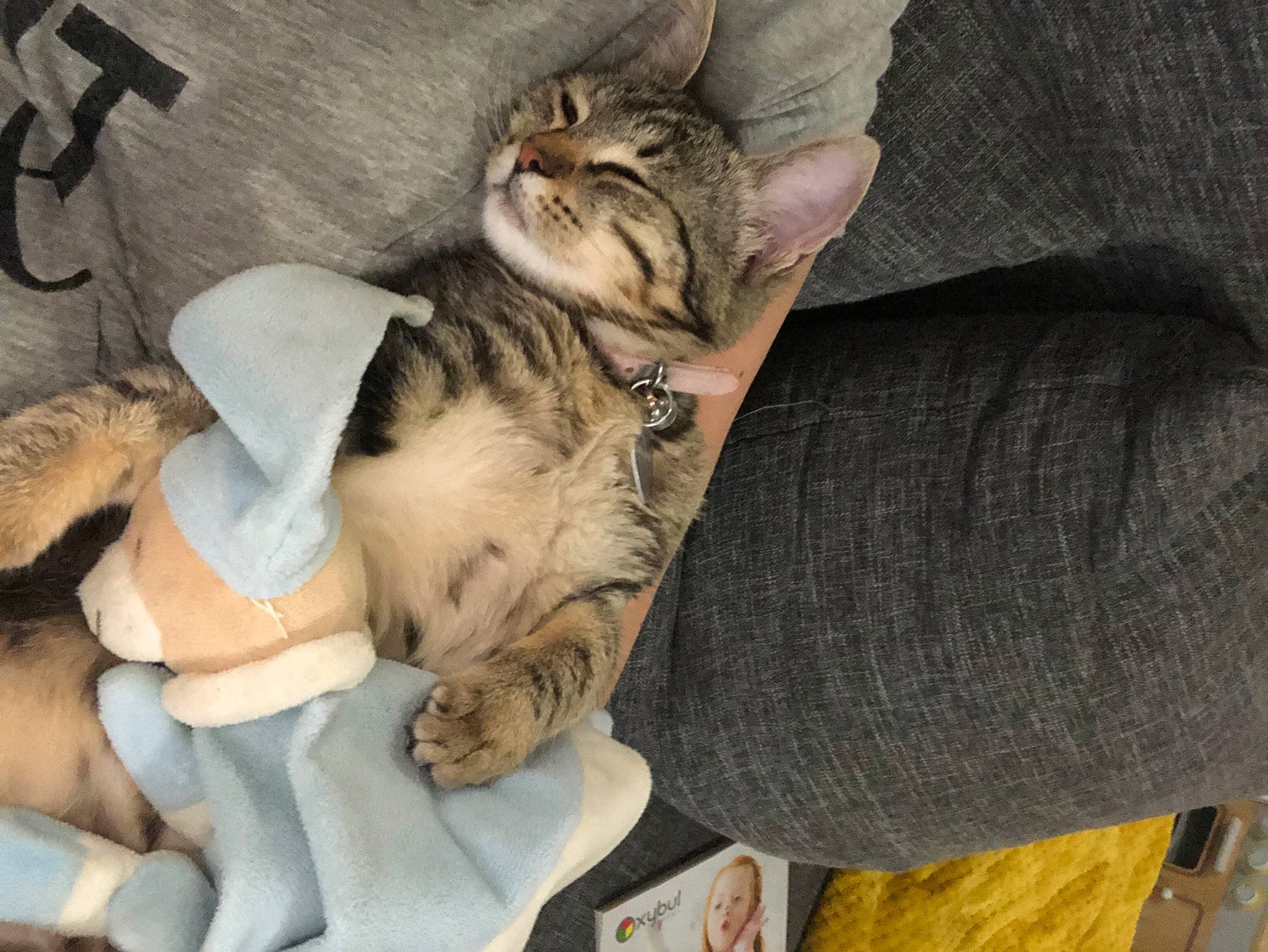 Masha participe au concours pour gagner de l'argent avec cette photo : carnivore, cat, claw, comfort, domestic_short_haired_cat, fawn, felidae, fur, paw, pet_supply, small_to_medium_sized_cats, tabby_cat, tail, vertebrate, whiskers