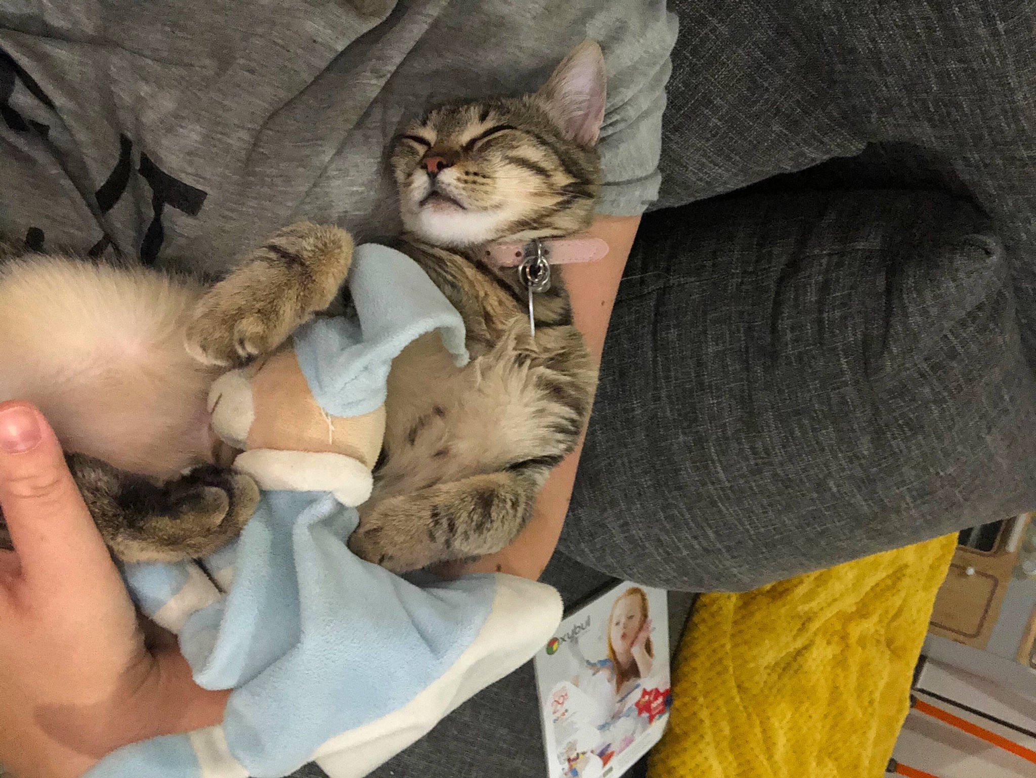 Masha participe au concours pour gagner de l'argent avec cette photo : carnivore, cat, comfort, domestic_short_haired_cat, fawn, felidae, fur, grey, kitten, nail, paw, small_to_medium_sized_cats, vertebrate, whiskers