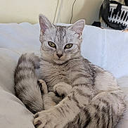 Seraphina joined the competition — help win amazing prizes! cat, kitten, gray_tabby, pet, animal, feline, paw, whiskers, bed, blanket, indoor, home, cute, relaxed, stretching, fur, ears, tail, curious, resting