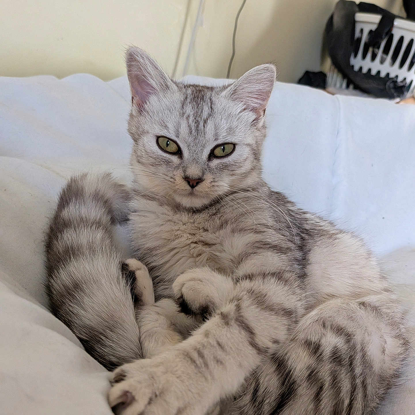Seraphina