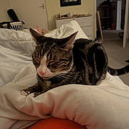 Diego joined the competition — help win amazing prizes! cat, tabby, sleeping, blanket, bed, indoor, furniture, door, drawer, mirror, carpet, person, orange_clothing, paws, whiskers, relaxing, resting, home, cozy, pet