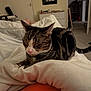 cat, tabby, sleeping, blanket, bed, indoor, furniture, door, drawer, mirror, carpet, person, orange_clothing, paws, whiskers, relaxing, resting, home, cozy, pet