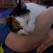 Caramel joined the competition — help win amazing prizes! cat, calico_cat, pet, person, smiling, holding, hugging, arm, hand, indoor, kitchen, cabinet, close_up, sleeping, cozy, whiskers, fur, portrait, t_shirt, home