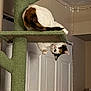 Caramel is registered to the contest to win money with this photo: cat, calico_cat, pet, cat_tree, scratching_post, indoor, peekaboo, upside_down, paw, tail, platform, home_interior, curious, playful, looking_at_camera, furniture, door, vertical_composition, green_texture, portrait