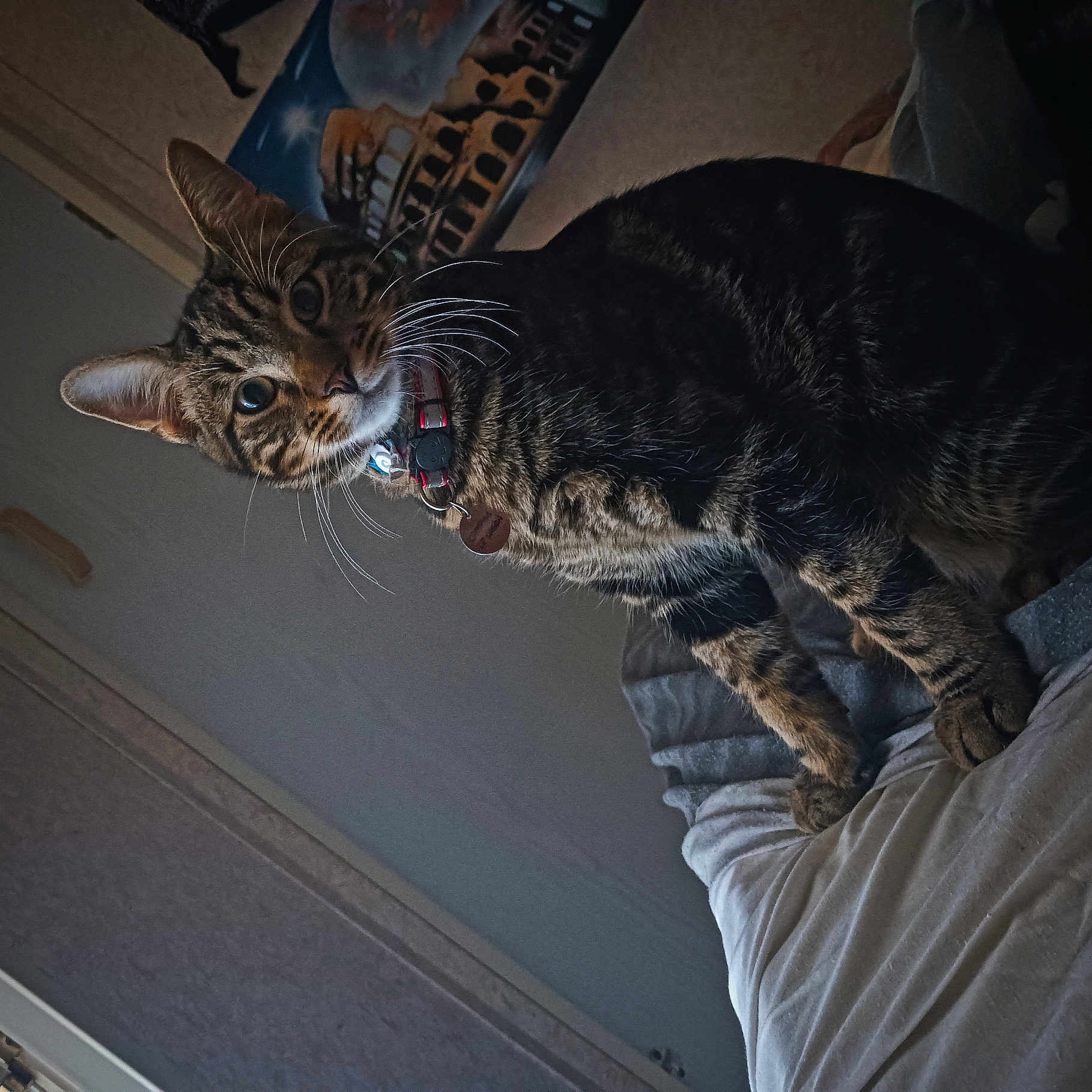 Youpi a rejoint le concours — aidez-le/la à gagner de superbes lots ! abyssinian, animal, bodypart, cat, chair, couch, egyptiancat, furniture, homedecor, indoors, kitten, manx, mouth, ocelot, person, pet, tiger