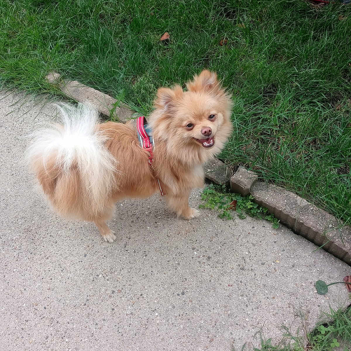 Max