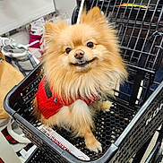Max joined the competition — help win amazing prizes! dog, pomeranian, shopping_cart, red_sweater, pet, smiling, fluffy, indoor, store, hand, cute, small_dog, fur, animal, pet_clothing, black_cart, happy, shopping, domestic_animal, canine