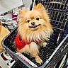 dog, pomeranian, shopping_cart, red_sweater, pet, smiling, fluffy, indoor, store, hand, cute, small_dog, fur, animal, pet_clothing, black_cart, happy, shopping, domestic_animal, canine