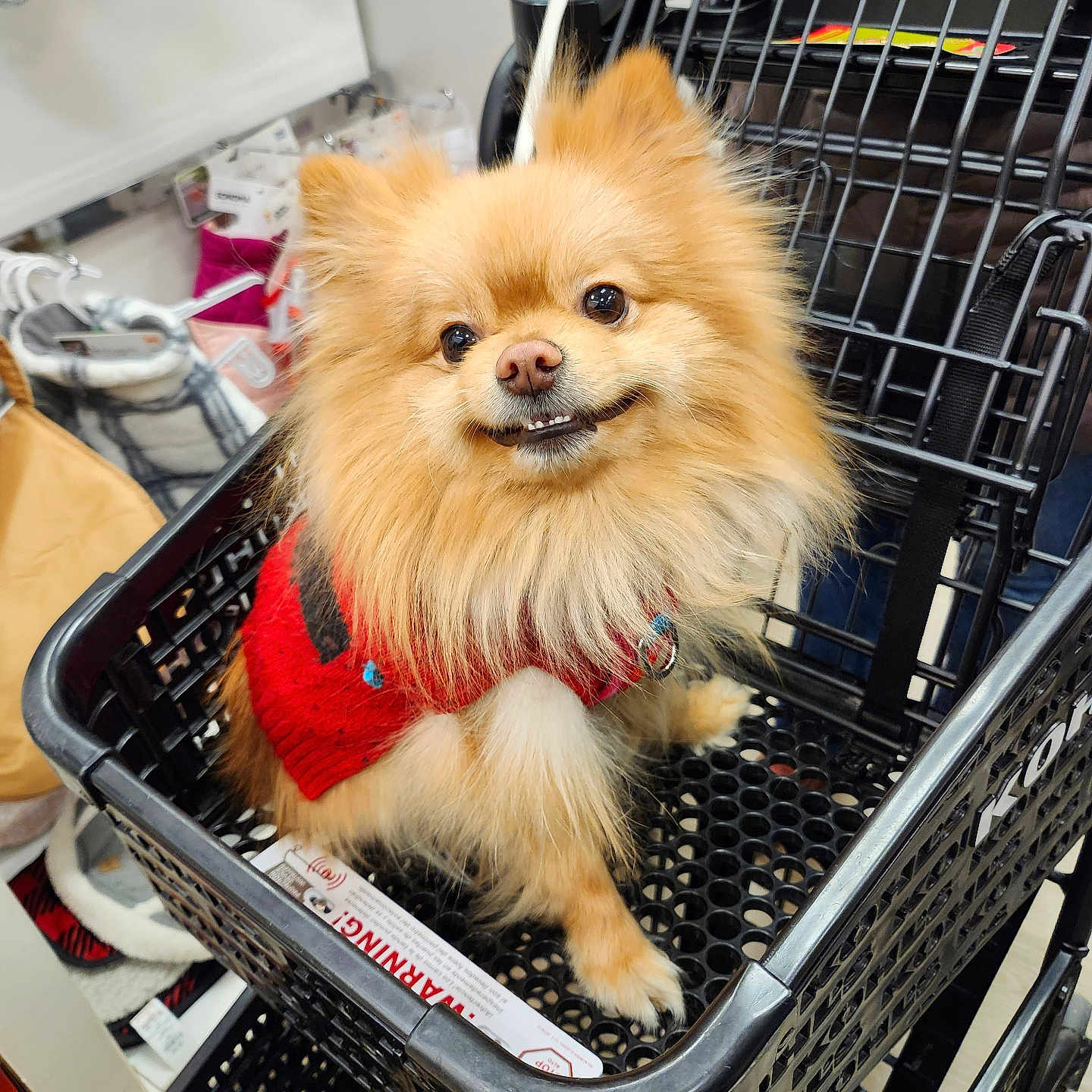 Max joined the competition — help win amazing prizes! dog, pomeranian, shopping_cart, red_sweater, pet, smiling, fluffy, indoor, store, hand, cute, small_dog, fur, animal, pet_clothing, black_cart, happy, shopping, domestic_animal, canine