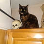cat, tortoiseshell, skull, jar, wooden_cabinet, indoor, pet, feline, animal, eyes, glowing_eyes, furniture, household, decor, mysterious, cute, sitting, portrait, domestic, curious