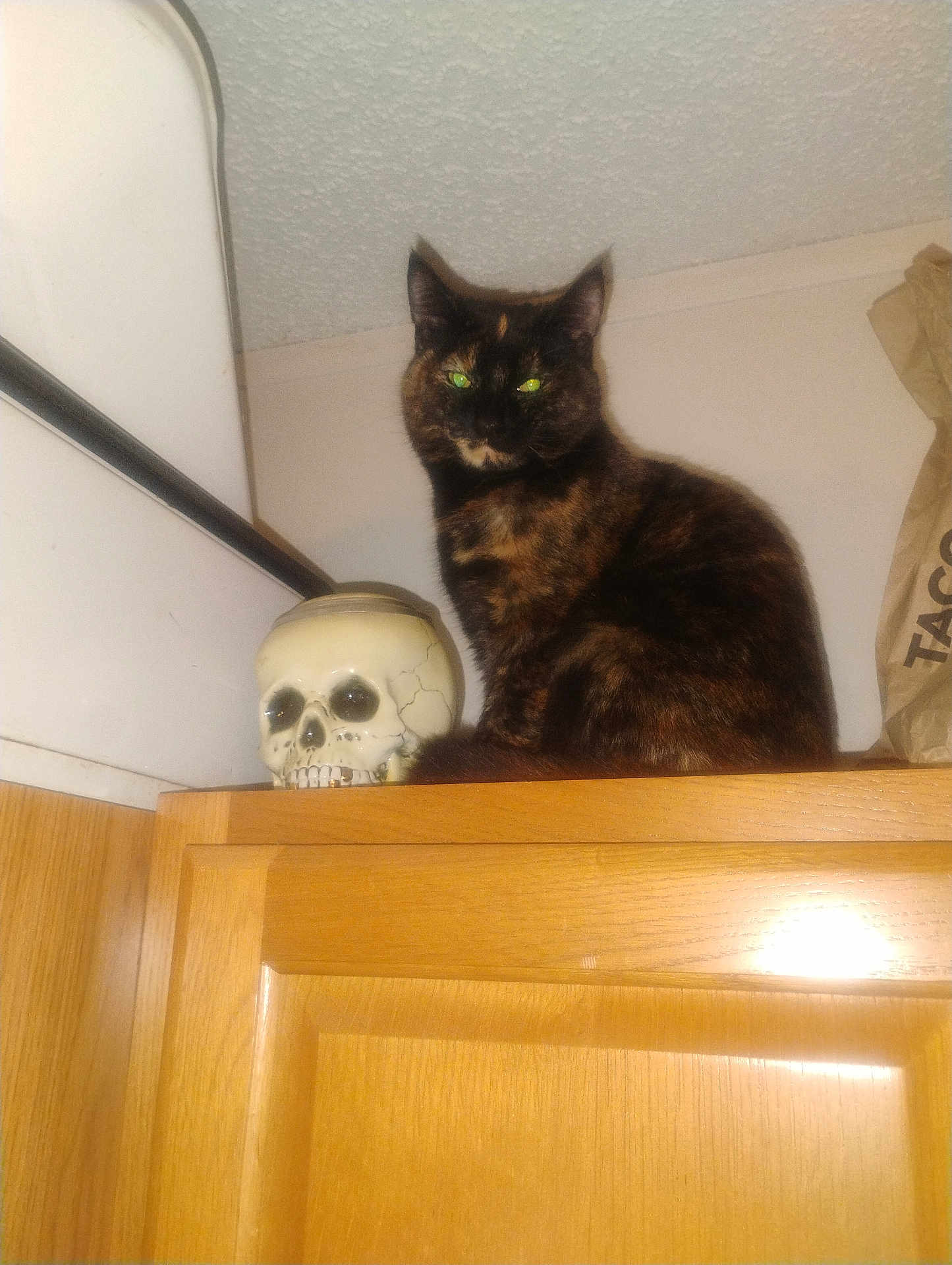 Athena is registered to the contest to win money with this photo: cat, tortoiseshell, skull, jar, wooden_cabinet, indoor, pet, feline, animal, eyes, glowing_eyes, furniture, household, decor, mysterious, cute, sitting, portrait, domestic, curious