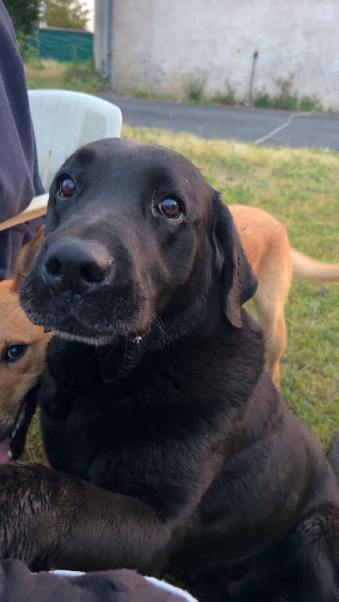 Boubou a rejoint le concours — aidez-le/la à gagner de superbes lots ! borador, canidae, carnivore, collar, companion_dog, dog, dog_breed, dog_collar, fur, guard_dog, gun_dog, labrador_retriever, liver, plant, retriever, snout, sporting_group, whiskers, working_animal, working_dog