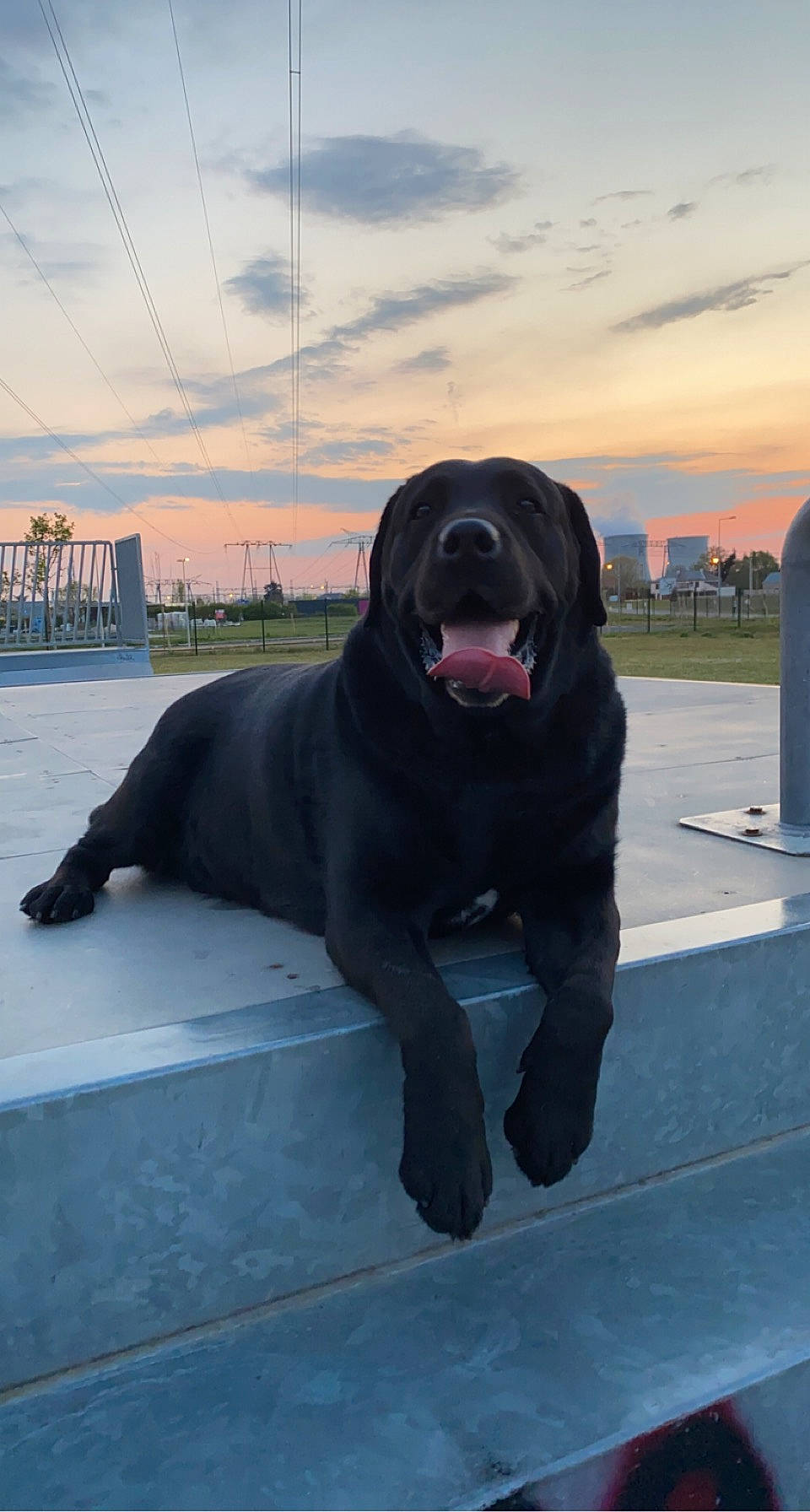 Boubou participe au concours pour gagner de l'argent avec cette photo : borador, canidae, carnivore, cloud, companion_dog, dog, dog_breed, dog_collar, fur, guard_dog, gun_dog, lake, retriever, rolling, sitting, sky, snout, sporting_group, water, working_dog