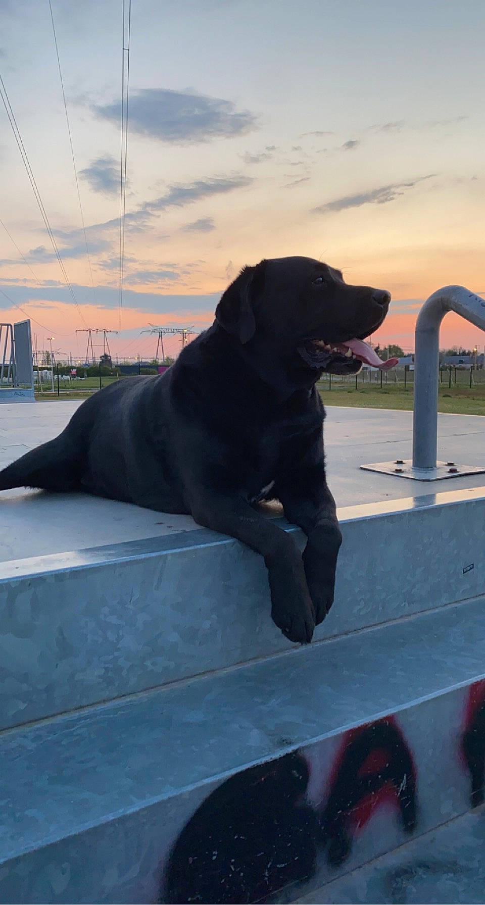 Boubou a rejoint le concours — aidez-le/la à gagner de superbes lots ! automotive_exterior, borador, canidae, carnivore, cloud, collar, companion_dog, dog, dog_breed, dog_collar, gun_dog, horizon, lake, recreation, sky, sporting_group, tints_and_shades, tree, water, working_animal