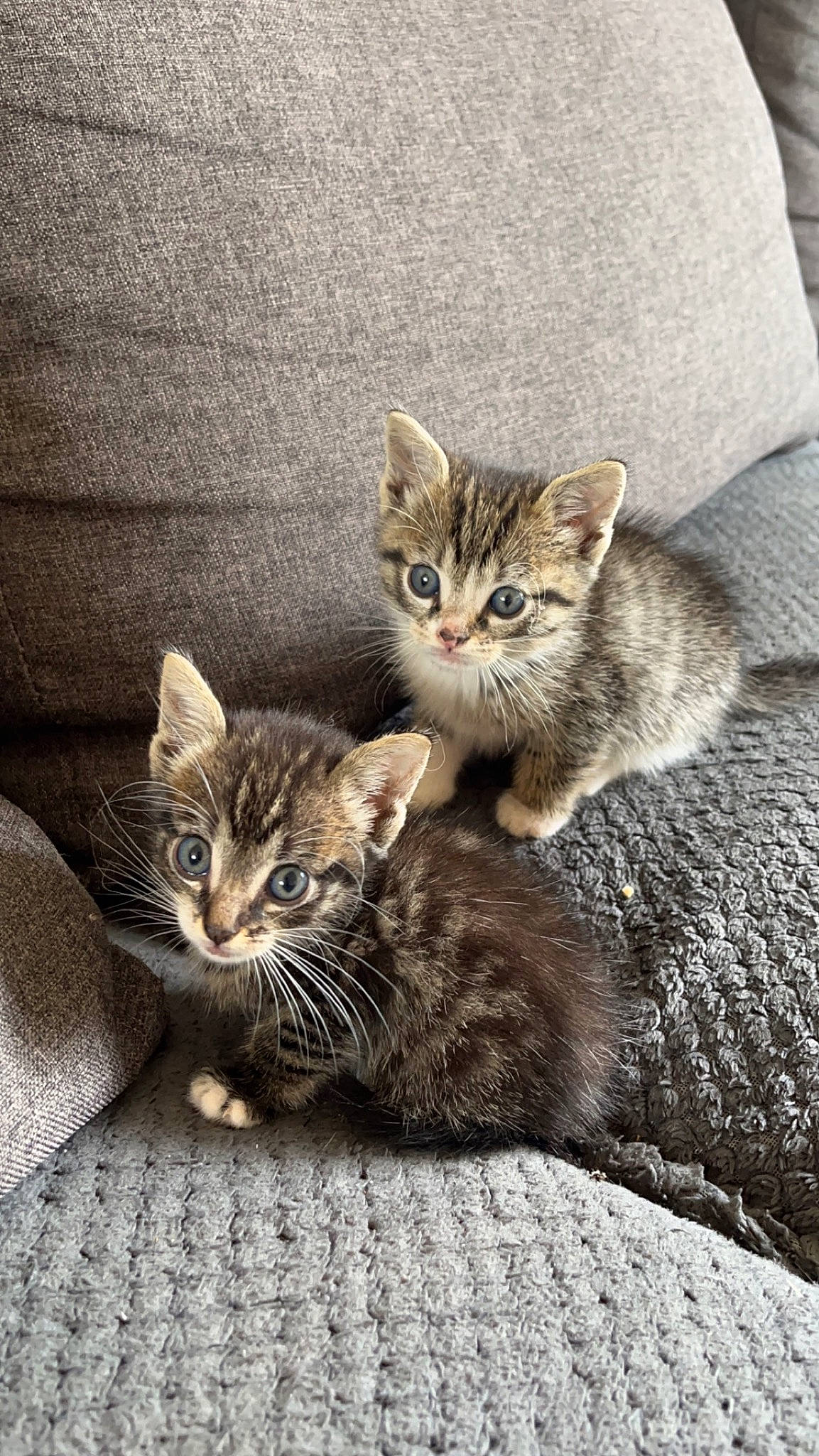 Pâte Blanche Et Junior