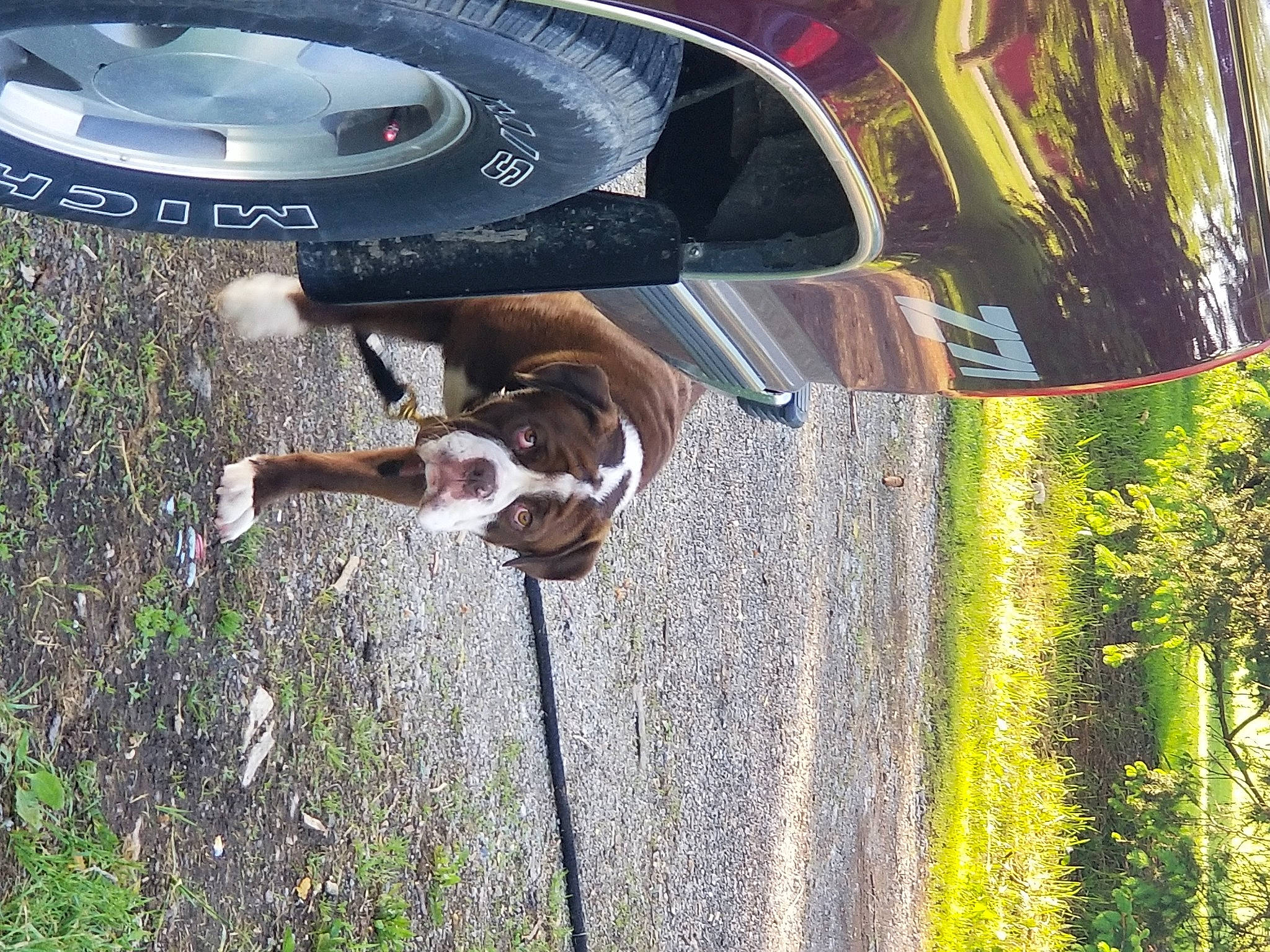 Mudd joined the competition — help win amazing prizes! auto_part, automotive_exterior, automotive_lighting, automotive_tire, bumper, carnivore, collar, dog, dog_breed, fawn, fender, grass, hood, landscape, pet_supply, plant, tints_and_shades, tree, vehicle_door, working_animal